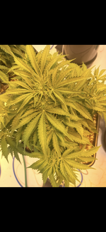 IMG_3363.png IMG_3363.png