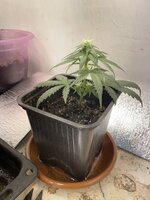 IMG_1926.jpeg IMG_1926.jpeg