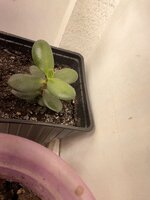 IMG_1930.jpeg IMG_1930.jpeg