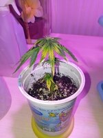 39 дн (4).jpg 39 дн (4).jpg