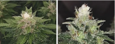 1765717921485.png 1765717921485.png