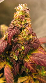 IMG_7489.JPG IMG_7489.JPG