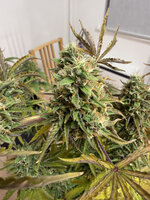 IMG_2500.jpg IMG_2500.jpg