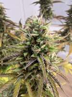 IMG_2501.jpg IMG_2501.jpg