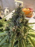 IMG_2507.jpg IMG_2507.jpg