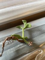 IMG_1971.jpeg IMG_1971.jpeg