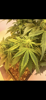 IMG_3396.png IMG_3396.png