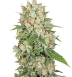 1766043629422.png 1766043629422.png