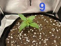 IMG_1966.jpeg IMG_1966.jpeg