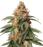 1766216587641.png 1766216587641.png