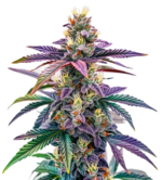 1766216979903.png 1766216979903.png