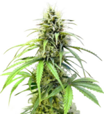 1766222277772.png 1766222277772.png