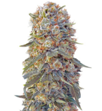 1766229346172.png 1766229346172.png