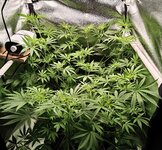 Day 48 (20.12) (2).jpg