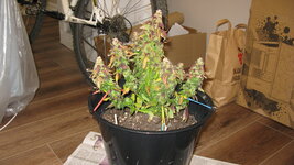 IMG_7497.JPG IMG_7497.JPG