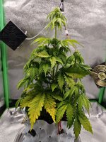 IMG_20251220_233805.jpg IMG_20251220_233805.jpg