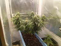 49 дн_7 нд (1).jpg 49 дн_7 нд (1).jpg