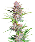 1766396312529.png 1766396312529.png