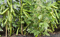 rasteniya-kompanony__FdHX2JJKgXGPBkok.jpg rasteniya-kompanony__FdHX2JJKgXGPBkok.jpg