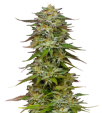 1766403721825.png 1766403721825.png