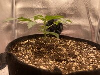 IMG_1987.jpeg IMG_1987.jpeg