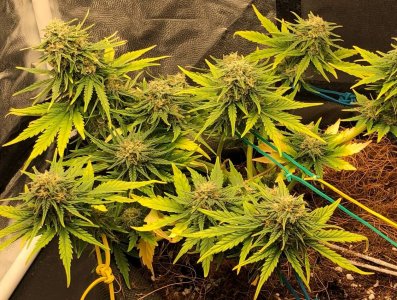 жукжук (2).jpg