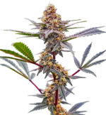 1766575752666.png 1766575752666.png