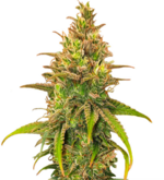 1766575766815.png 1766575766815.png