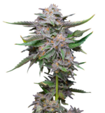 1766575779437.png 1766575779437.png