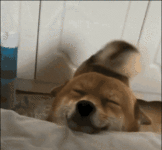 happy-dog-gif-37.gif