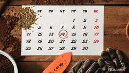 kraynie-sroki-vysadki-semyan-konopli-v-otkrytyy-grunt__qGWF5XYZ1UI3C5Ca.jpg kraynie-sroki-vysadki-semyan-konopli-v-otkrytyy-grunt__qGWF5XYZ1UI3C5Ca.jpg