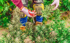 Kogda-sobirayut-urozhaj-na-otkrytom-vozduhe__XTtnc6UlsN7wyaUr.jpg Kogda-sobirayut-urozhaj-na-otkrytom-vozduhe__XTtnc6UlsN7wyaUr.jpg