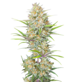 1766676080168.png 1766676080168.png