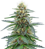 1766676092922.png 1766676092922.png