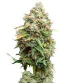 1766676107521.png 1766676107521.png