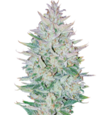 1766844099475.png 1766844099475.png