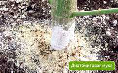 diatomitovaya-muka__BCEYaQb0SZAoNH0g.jpg diatomitovaya-muka__BCEYaQb0SZAoNH0g.jpg