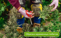 obrezka-zarazhennyh-pobegov__Irbyl5WKV69mUKks.jpg obrezka-zarazhennyh-pobegov__Irbyl5WKV69mUKks.jpg