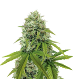 1766912552297.png 1766912552297.png