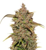 1767347347932.png 1767347347932.png