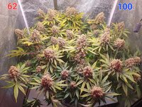 Rainbow Sherbet #11 в кокосовом субстрате на Буйских удобрениях