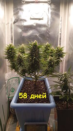 58 дн (1).jpg