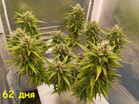 62 дн (1).jpg