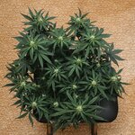 IMG_20260105_002232_285 (1).jpg