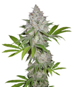 1767607799136.png 1767607799136.png