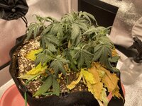 IMG_2057.jpeg IMG_2057.jpeg