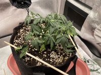 IMG_2058.jpeg IMG_2058.jpeg