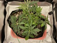 IMG_2059.jpeg IMG_2059.jpeg