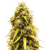 1767968658061.png 1767968658061.png