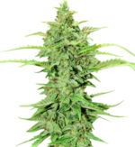 1767968672122.png 1767968672122.png